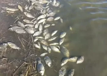 АТЫРАУДА СУ МАРЖАНДАРЫ ҚЫРЫЛУДА