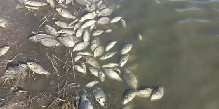 АТЫРАУДА СУ МАРЖАНДАРЫ ҚЫРЫЛУДА