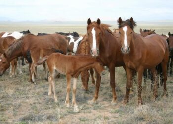 Алматыда бірнеше рет жылқы ұрлаған күдікті ұсталды