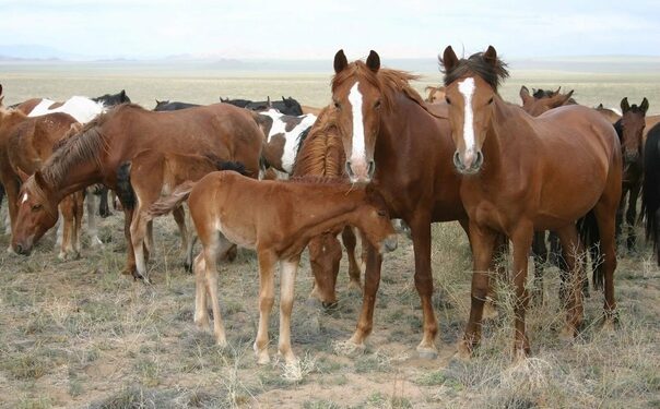 Алматыда бірнеше рет жылқы ұрлаған күдікті ұсталды
