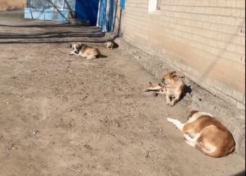 «Бала түгіл өзіміз шығуға қорқамыз»: Қызылордада қаңғыбас иттер көбейіп кетті