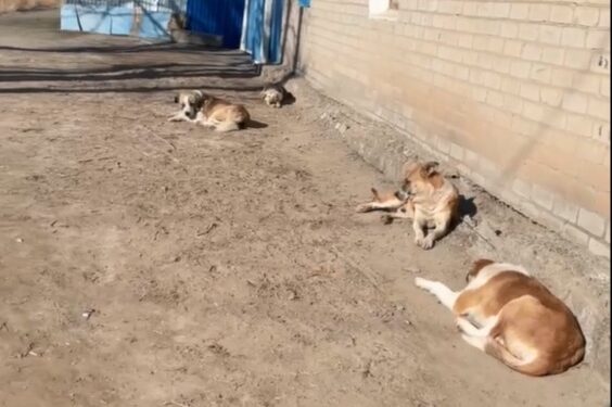 «Бала түгіл өзіміз шығуға қорқамыз»: Қызылордада қаңғыбас иттер көбейіп кетті