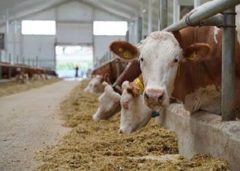 Айлакер фермер ауылдастарының атынан 500 млн теңге субсидия рәсімдеген