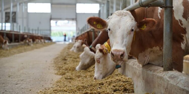 Айлакер фермер ауылдастарының атынан 500 млн теңге субсидия рәсімдеген