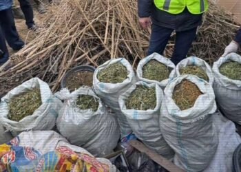 Түркістан облысының тұрғыны есірткі өсіру үшін өз үйінде фитозертхана ұйымдастырған