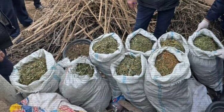 Түркістан облысының тұрғыны есірткі өсіру үшін өз үйінде фитозертхана ұйымдастырған