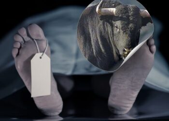 Малшыны бұқа сүзіп мерт қылды