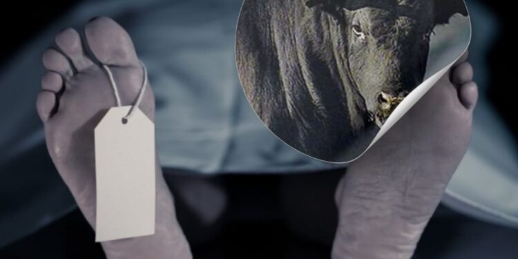 Малшыны бұқа сүзіп мерт қылды