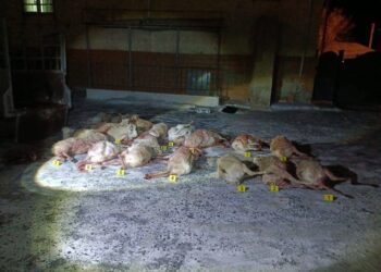 19 киік тасымалдаған адамдар тобы ұсталды