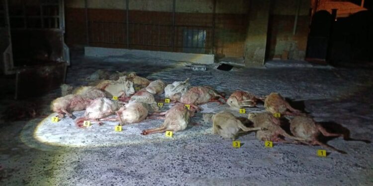 19 киік тасымалдаған адамдар тобы ұсталды