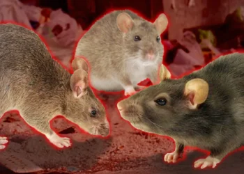 Астананы кеміргіштер қаптауы мүмкін бе?