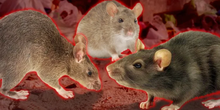 Астананы кеміргіштер қаптауы мүмкін бе?