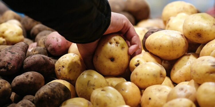 «Бір адамға 5 келіден»: картоп сатылымына шектеу қойылды