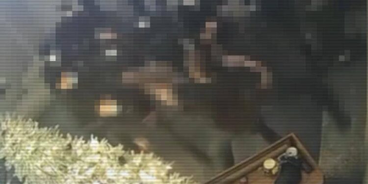 Кәсіпкерлерге қысым көрсеткен криминалитет өкілдері ұсталды