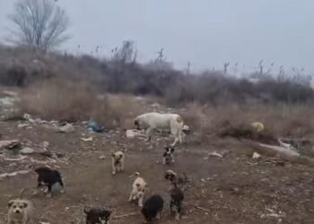 Қызылорда қаласына қарасты Сабалақ саяжайында қаңғыбас иттер көбейіп кетті