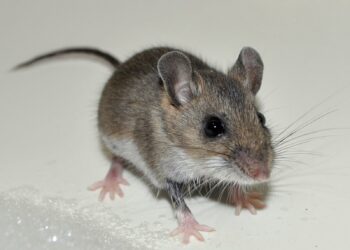 Қызылорда облысында балалар тышқанмен бірге тамақтануда ВИДЕО