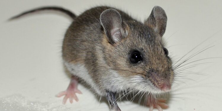 Қызылорда облысында балалар тышқанмен бірге тамақтануда ВИДЕО