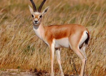 Жетісуда қызыл кітапқа енген жануарларды аулаған орманшылар сотталды