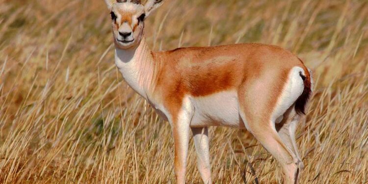 Жетісуда қызыл кітапқа енген жануарларды аулаған орманшылар сотталды