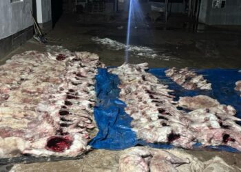 Қызылордада ірі браконьерлік фактісі анықталды