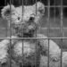 «Аптасына бір рет монша, әжетхана – далада»: Мәжіліс депутаты әйелдер түрмесі туралы айтты