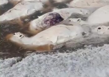 Ұлытау әкімдігі жүздеген киіктің қырылуына байланысты пікір білдірді