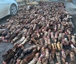 Астаналық кәсіпкер заңсыз зауыт ашып, тартылған етке малдың тұяғын қосқан