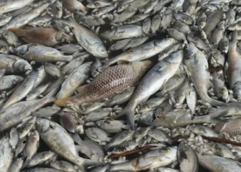 Қостанай облысында балықтар жаппай қырылып жатыр ВИДЕО