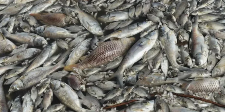 Қостанай облысында балықтар жаппай қырылып жатыр ВИДЕО