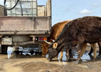 «Малмен бірге су ішіп жүрміз». Тұрғындарға уәде етілген су құбыры 5 жыл бойы орнатылмаған