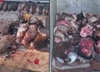 Үш қалада 13 заңсыз мал сою цехы табылды — ІІМ