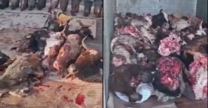 Үш қалада 13 заңсыз мал сою цехы табылды — ІІМ