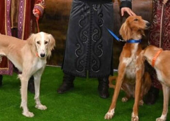 Қазақ тазысына қатысты патент жарамсыз деп танылды