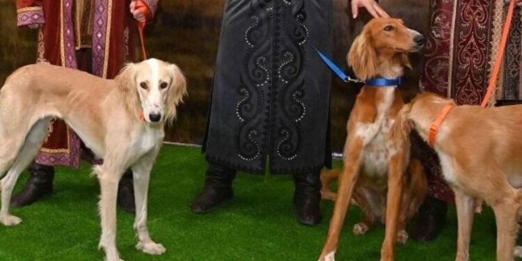 Қазақ тазысына қатысты патент жарамсыз деп танылды