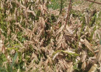 Аралды шегіртке басып жатыр ВИДЕО