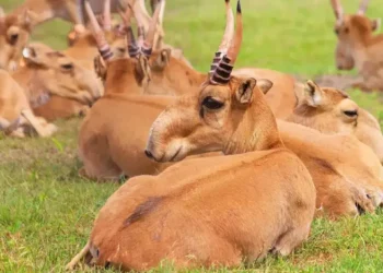 Қарағанды облысында көлік жүргізушісі киіктерді қағып, жол апатына ұшырады