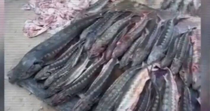 Жаңаөзен тұрғынынан жарты тоннадан астам бекіре тәркіленді