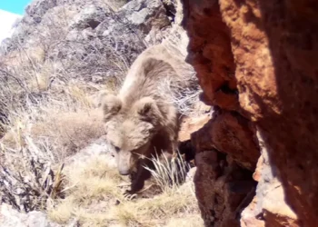 Түркістан облысында Тянь-Шань қоңыр аюы байқалды (видео)