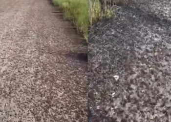 Қостанай облысында шегіртке тасжолды басып қалды