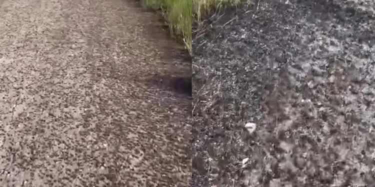 Қостанай облысында шегіртке тасжолды басып қалды