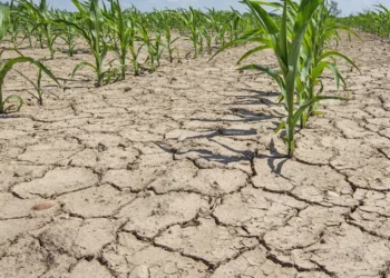 Қазақстанның 12 облысында құрғақшылық күтіледі