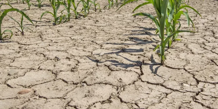 Қазақстанның 12 облысында құрғақшылық күтіледі