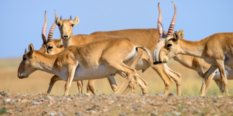 Экология министрлігі 800 мың киікті атуға шешім қабылдады