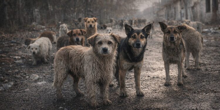 Қаңғыбас жануарлардың тағдыры енді Сенат пен Президенттің қолында